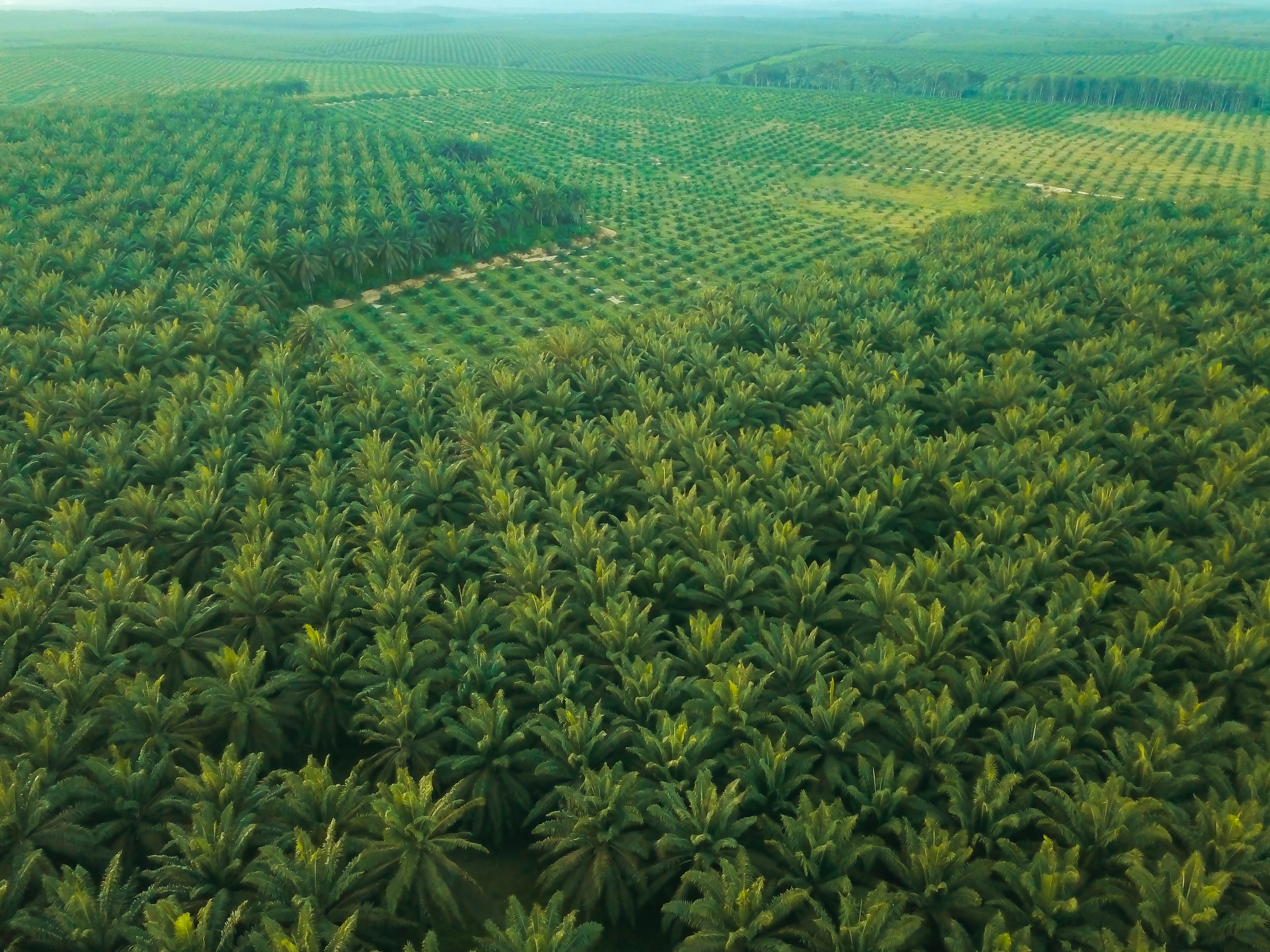 10. Palm oil stands as one of a major driver of deforestation and is included as 7 commodities regulated by EUDR