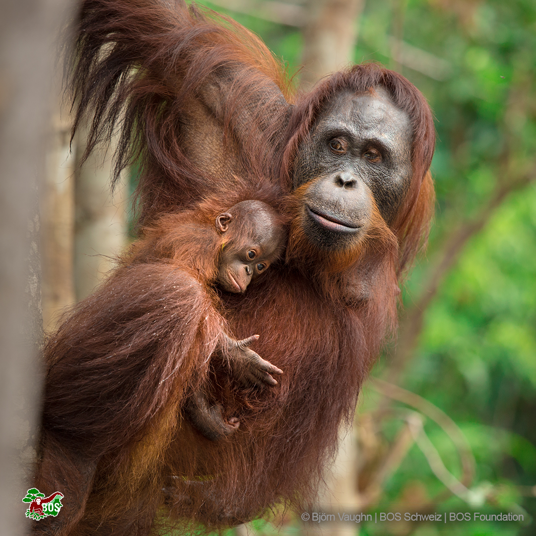 Mother and Baby Orangutan Borneo #2 iPhone Case by Carole-Anne