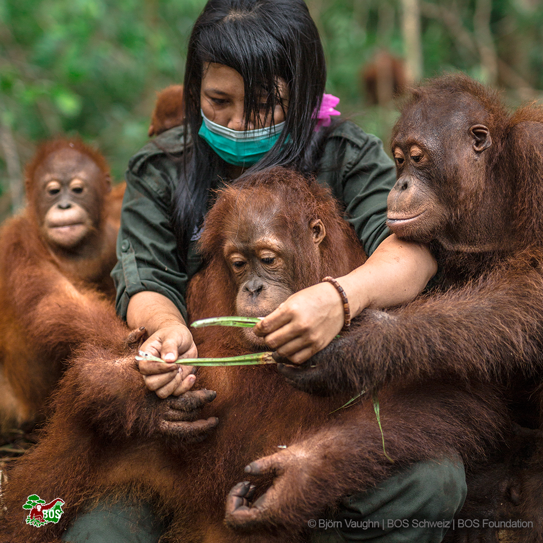 BOS with Orangutans