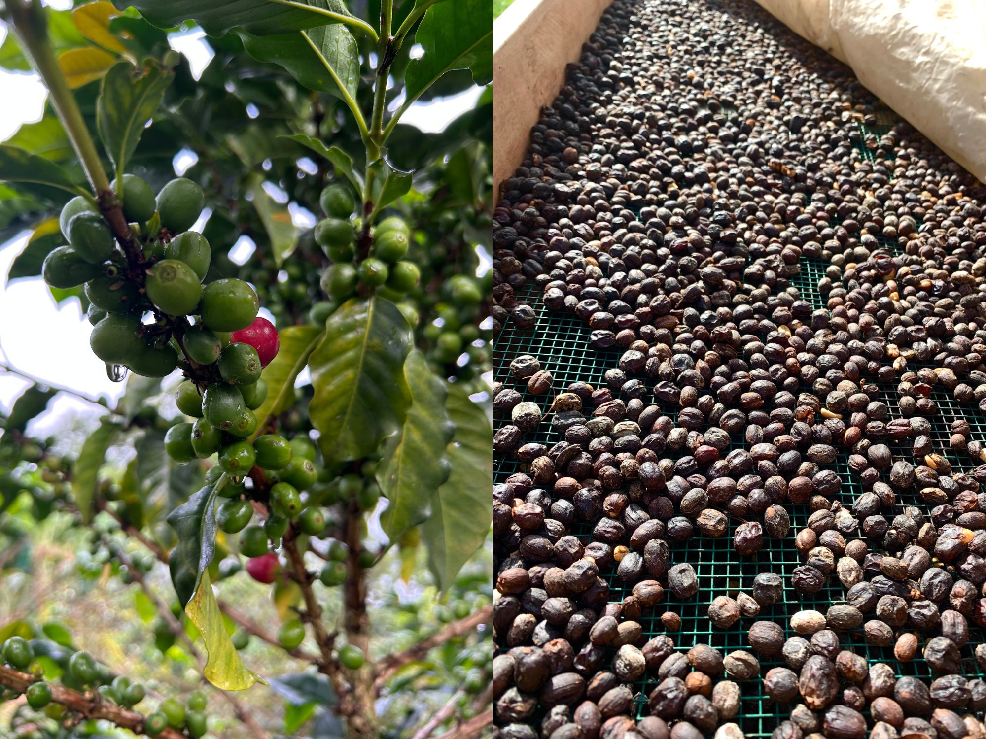 Koltiva